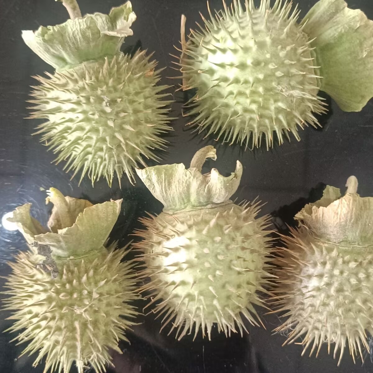 Candle Making And Perfume - High-Quality Natural Dried Datura Pods– for