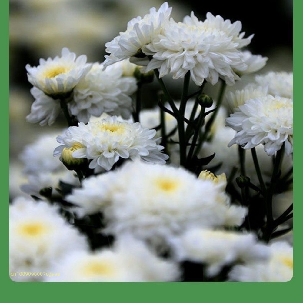 Natural Dried Flower Materials - Candle Making And Perfume recension och pris